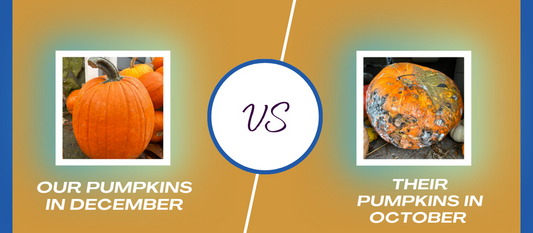 The Reason Our Pumpkins Last Longer