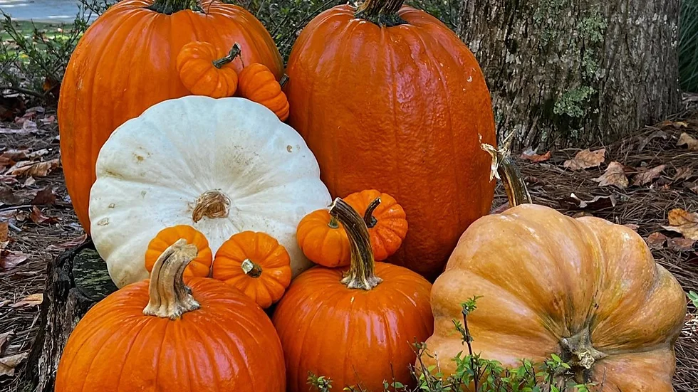Package 2 - Lovely Pumpkins Everywhere