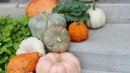 Package 3 - The Grand Pumpkin!